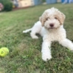 white lagotto Switwerland