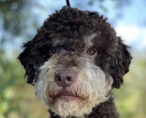 breeder lagotto italy