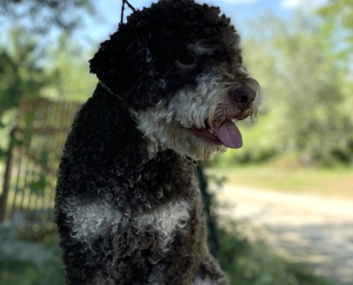 lagotto focated