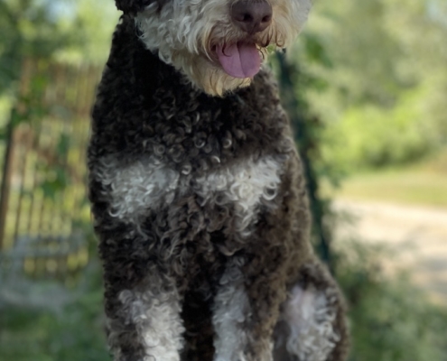 lagotto pup avalaible italy