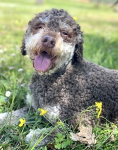 lagotto romagnolo stud