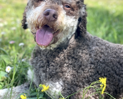 lagotto romagnolo stud