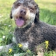 lagotto romagnolo stud