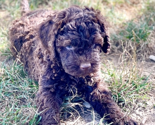 allevamento lagotto romagnolo