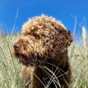 breeder italy lagotto romagnolo