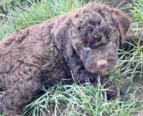 puppy avalaible lagotto romagnolo