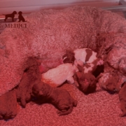 dog lagotto breed tosca dog lagotto breed tosca