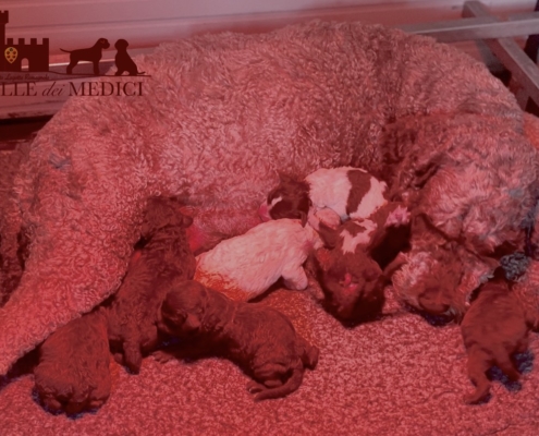dog lagotto breed tosca