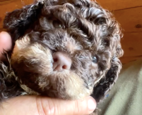 lagotto pup tosca