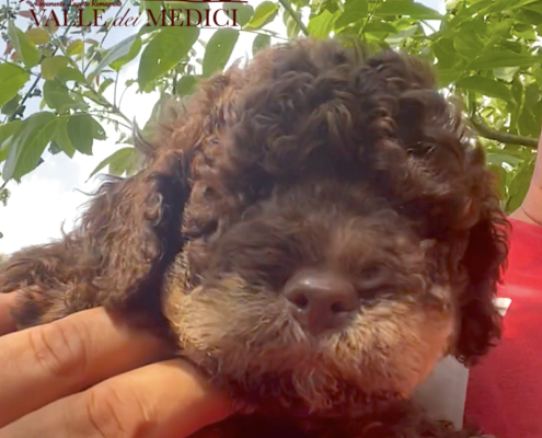 puppy lagotto tuscany tosca