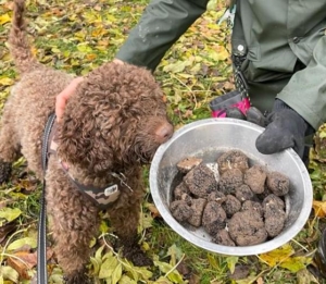 denmark lagotto italian breeder valle dei medici