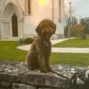 denmark lagotto valle dei medici