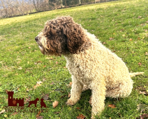 mia lagotto bianco marrone