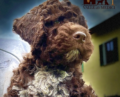 kennel lagotto romagnolo Italy