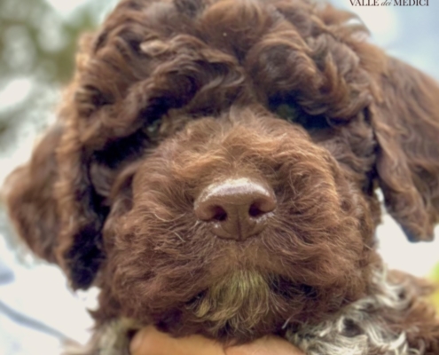 lagotto romagnolo kennel