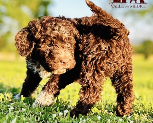 qual'è il miglior allevamento lagotto