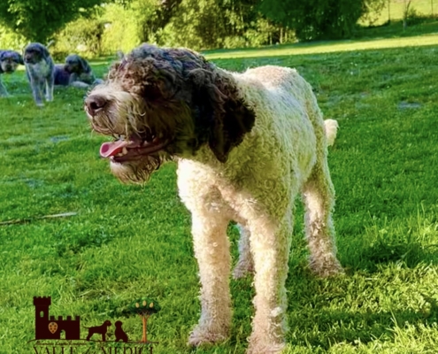 breeder lagotto mia