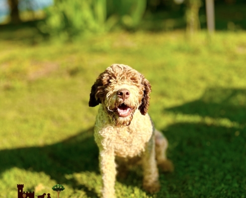 lagotto romagnolo bianco mia