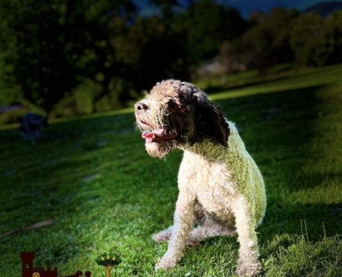 lagotto valle dei medici mia