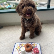 Lagotto romagnolo zurigo