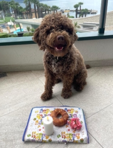 Lagotto romagnolo zurigo