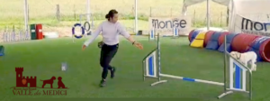 Lagotto Romagnolo agility dog