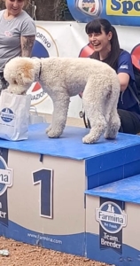 Lagotto roagnolo austria