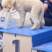 Lagotto roagnolo austria