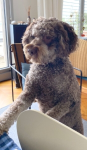 Svizzere lagotto Brown marrona