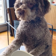 Svizzere lagotto Brown marrona