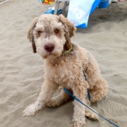 cuccioli lagotto svizzera