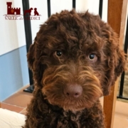 fotografie lagotto cucciolo