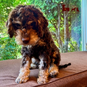 immagine lagotto cucciolo