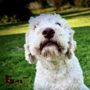 lagotto agility dog stella