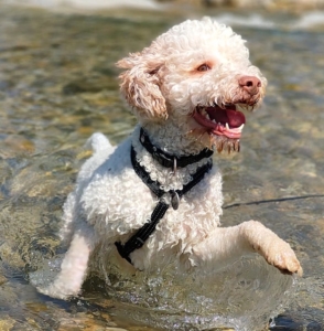 lagotto bianco in austria