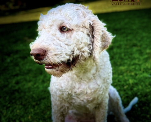 lagotto romagnolo genealogy high stella