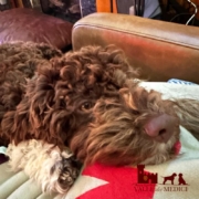 picture lagotto pup