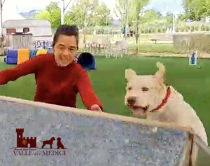 sport with lagotto agility dog