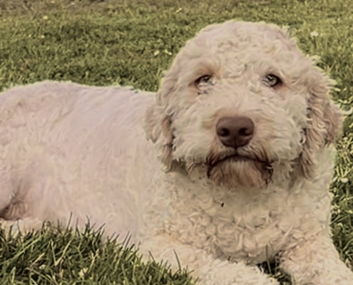 white lagotto stella