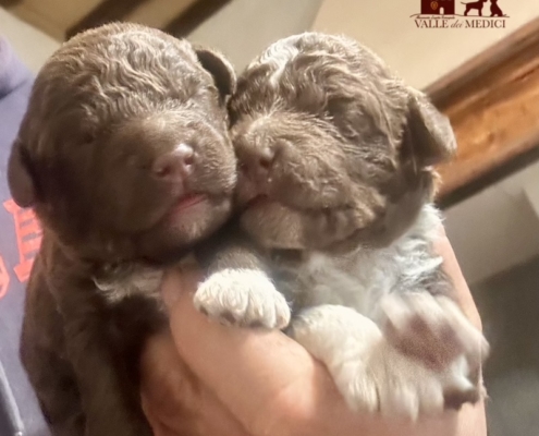 allevamento lagotto romagnolo