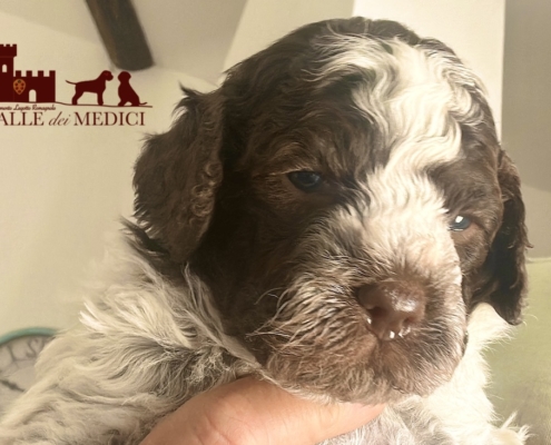 cucciolo lagotto roano