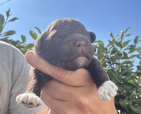 italian breeder lagotto romagnolo
