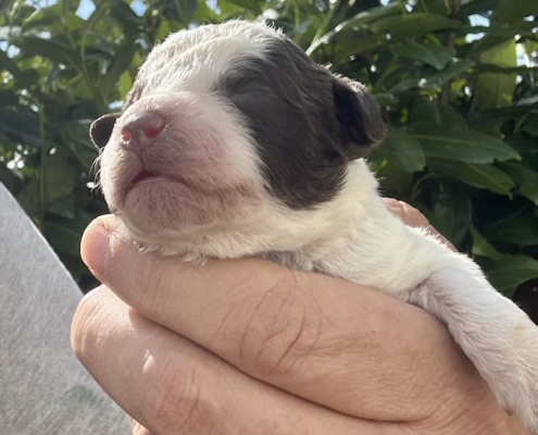 lagotto avalaible