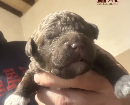 lagotto romagnolo migliore