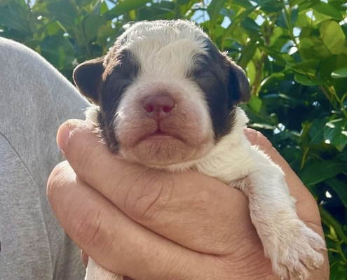 lagotto romagnolo roano