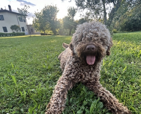 best breeder lagotto romagnolo