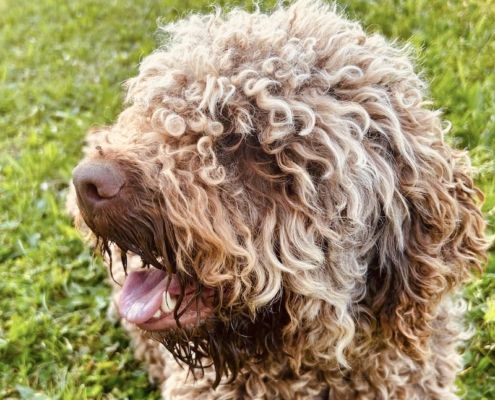 best italian breeder lagotto romagnolo
