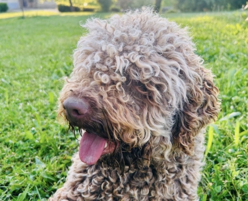 best italian breeder water dog