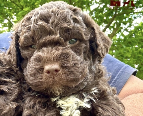brown lagotto romagnolo pup