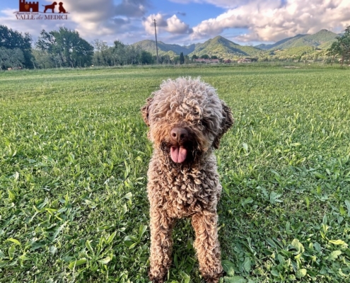 color lagotto romagnolo